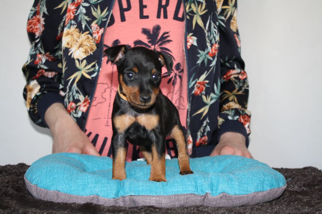 De La Cité Des Princes - Pinscher nain - Portée née le 15/02/2019