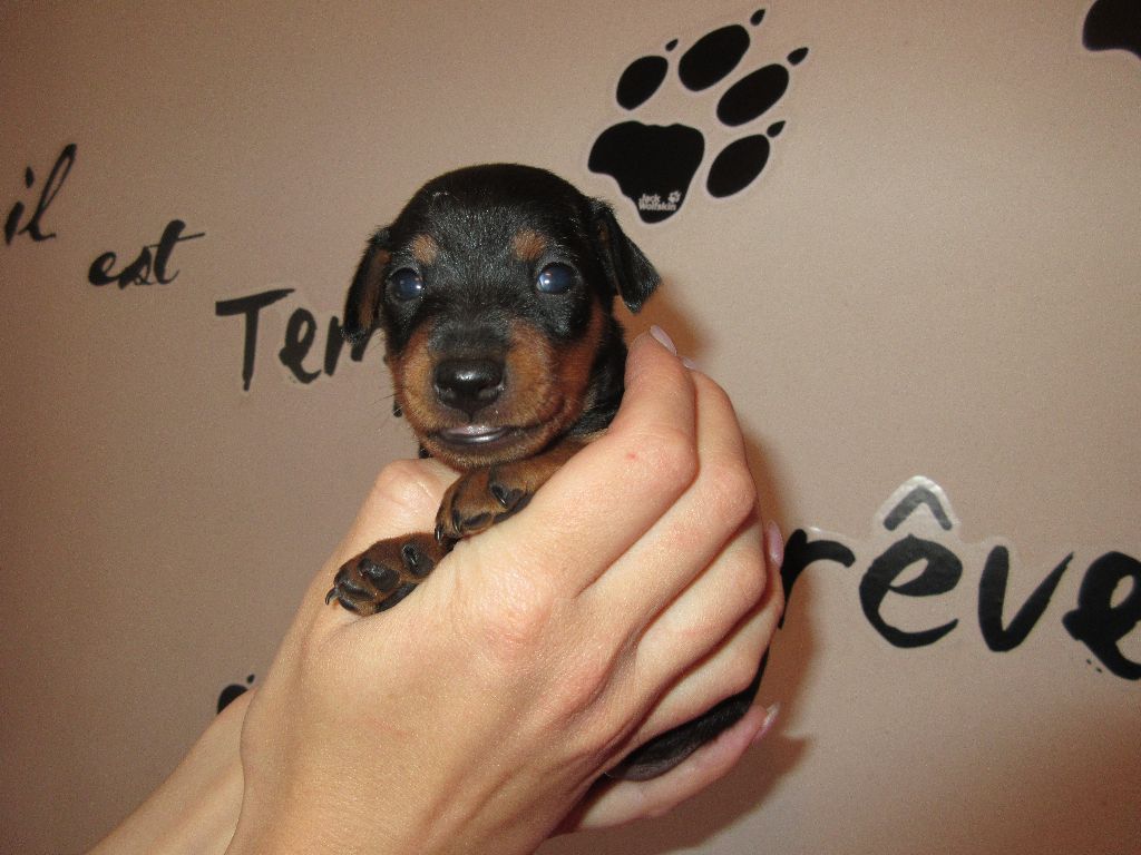 De La Cité Des Princes - Pinscher nain - Portée née le 12/08/2017