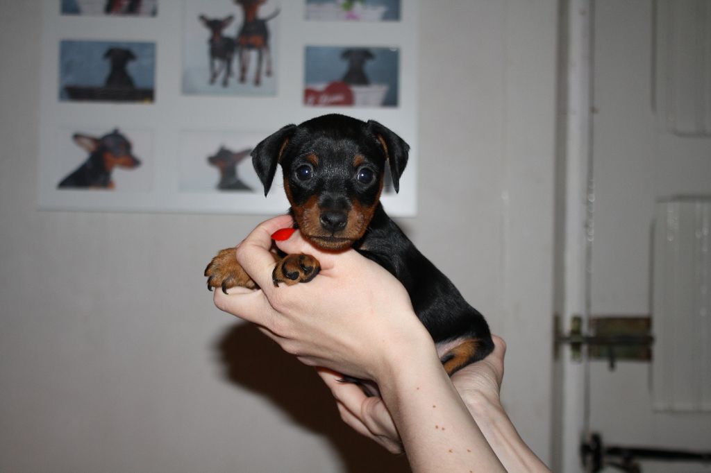 De La Cité Des Princes - Pinscher nain - Portée née le 03/03/2018