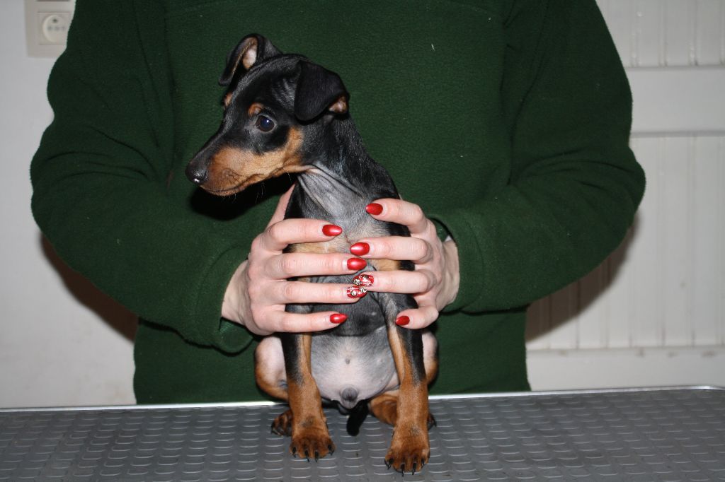 De La Cité Des Princes - Pinscher nain - Portée née le 30/10/2017